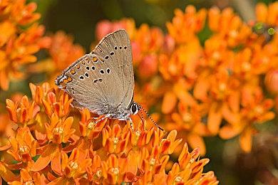 《刺客信条：影》负责人表示：将重启现代叙事框架