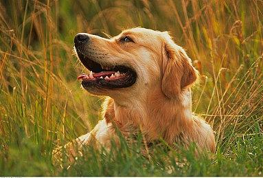 《UFO魔神古兰戴萨：狼之盛宴》首个玩法预告公布